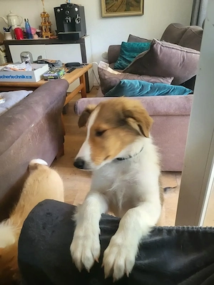 Collies amerikanisch