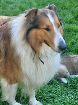 Collies amerikanisch Bild 4