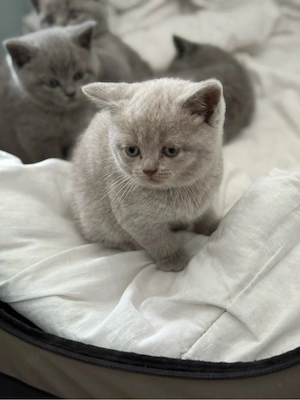 BKH Kitten Blue & Lilac voll Süss Bild 9