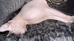 Don sphinx Katze zu verkaufen 