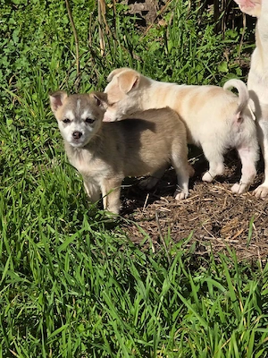 Hund Rüde Tierschutz Welpe Bundesweite Vermittlung  Bild 3