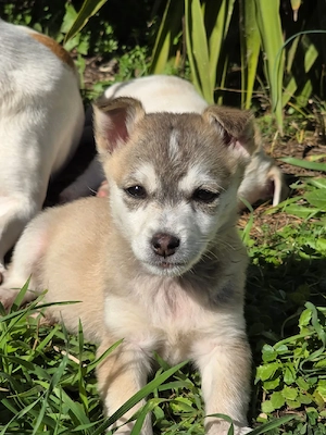 Hund Rüde Welpe Tierschutz Bundesweite Vermittlung 