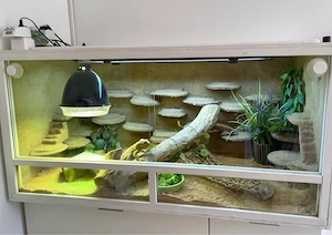 Bartagame sucht liebevolles Zuhause