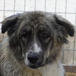  Ludmilla, geb. ca. 05 2025, lebt in GRIECHENLAND, im städt. Tierheim Serres 