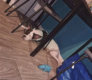 American Bully Schäferhund Mischling 
