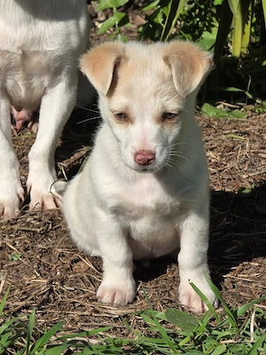 Hund Rüde Tierschutz Welpe Bundesweite Vermittlung  Bild 6