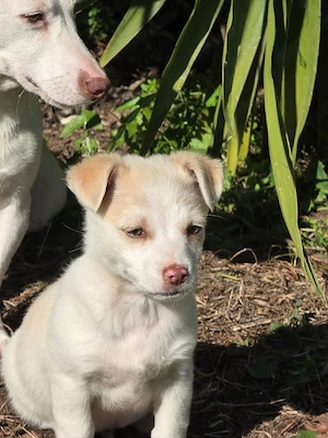 Hund Rüde Tierschutz Welpe Bundesweite Vermittlung  Bild 4