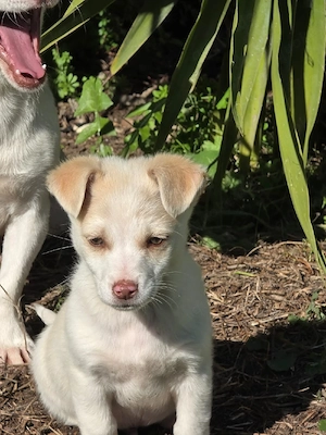 Hund Rüde Tierschutz Welpe Bundesweite Vermittlung  Bild 5