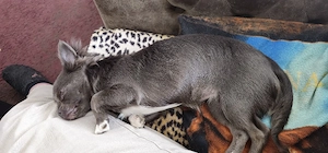 Chihuahua Hündin zu verkaufen 