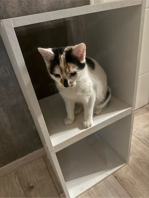 katzenjunges