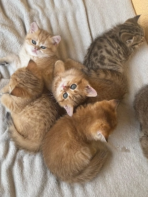 sehr süßen babykatzen