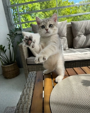 Reinrassige BKH Kitten mit Stammbaum