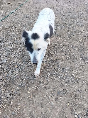 Lambada hätte gerne mehr Zuwendung