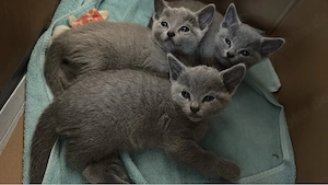 Russisch blau Kitten mit Stammbaum