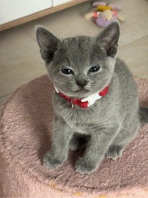 Russisch blau Kitten mit Stammbaum