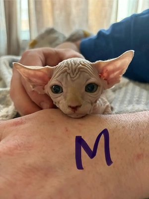 Süße Sphynx-Katzen zu verkaufen