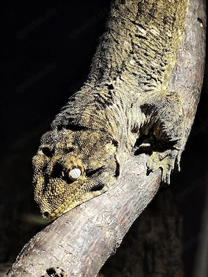Rhacodactylus lechaniaus Nuu Ami NZ 24 1.1 , 950 eu  !!
