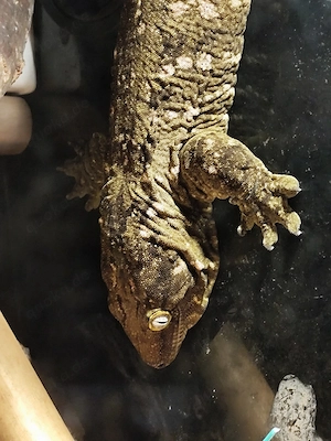 Rhacodactylus lechaniaus Nuu Ami NZ 24 1.1 , 950 eu  !! Bild 2