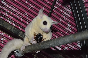 Sugar Glider weiblich