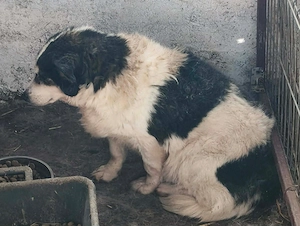 Merle sucht ein liebevolles Zuhause