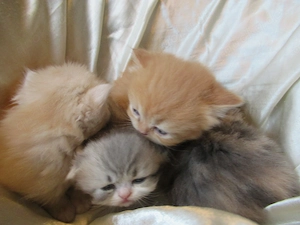 Wollknäuel British Longhair suchen einen neuen Dosenöffner, Eltern besitzen Stammbaüme Bild 2