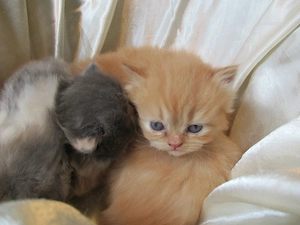 Wollknäuel British Longhair suchen einen neuen Dosenöffner, Eltern besitzen Stammbaüme Bild 4