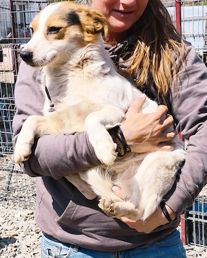 Nina sehnt sich nach einem liebevollen Zuhause Bild 4