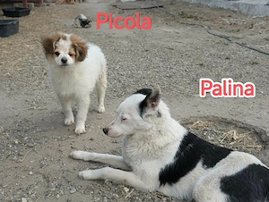 Palina - was fehlt bist du Bild 3