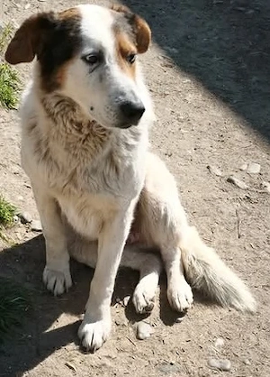 Peppe - sensibler Rüde braucht ein einfühlsames Zuhause  Bild 4