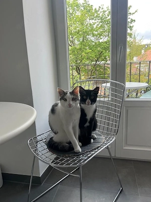Robin & Zefir 2 kleine Clowns suchen ihr spannendes Zuhause Bild 2