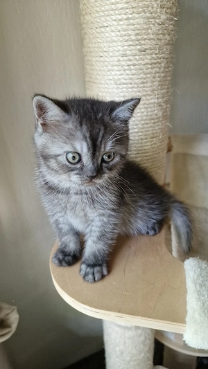 Black Silver Classic Tabby Kitten Bild 5