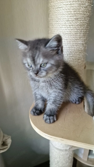 Black Silver Classic Tabby Kitten Bild 4