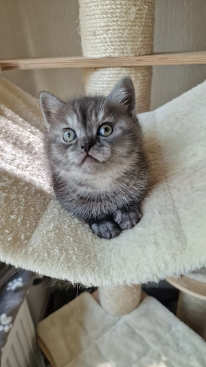 Black Silver Classic Tabby Kitten Bild 2