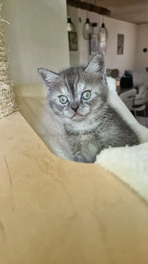 Black Silver Classic Tabby Kitten Bild 3