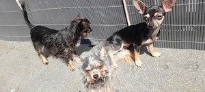 Chihuahua Yorkshire Terrier Hündi nen