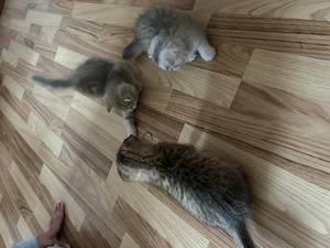 Süße BKH Katzen suchen zuhause 