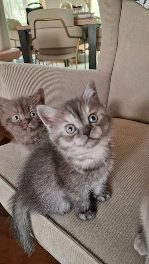 Black Silver shaded Tabby Kitten