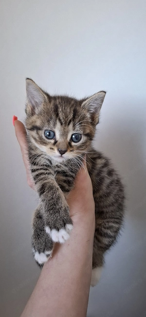 Mischlingskitten
