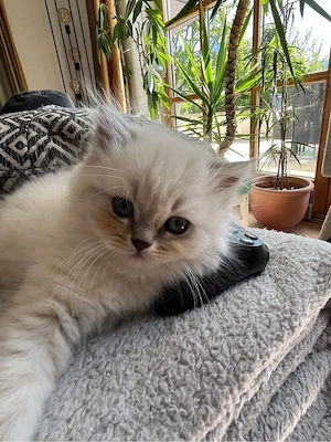 Britisch Langhaar Kater