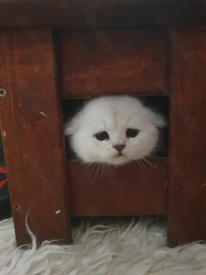 Reinrassige BKH Kitten silver shaded,,hellgrau 