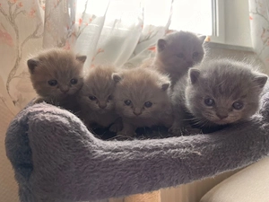 Britisch Kurzhaar Kitten zu verkaufen