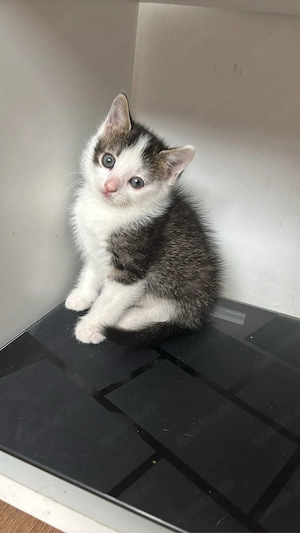 katze kitten 