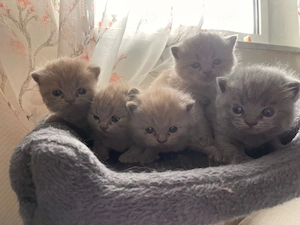 Britisch Kurzhaar Kitten zu verkaufen