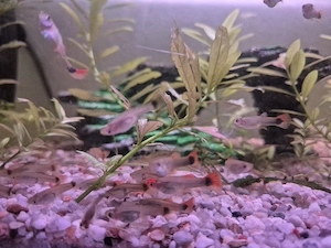 Junge Guppy Guppys zu verkaufen 