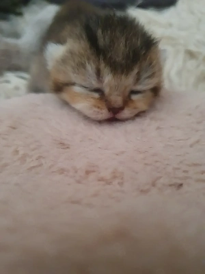 BKH reinrassige Kitten verschiedenen farben 