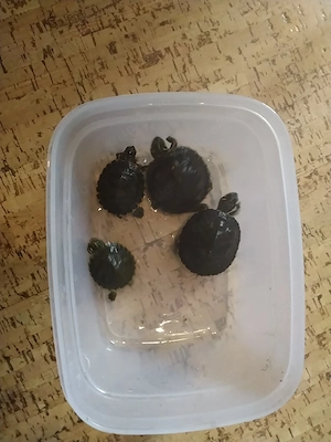 Aquarium mit Wasserschildkröten