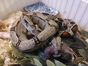 boa constrictor imperator