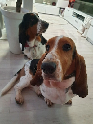 Zuckersüße Basset Hound Welpen suchen ab sofort Bild 9