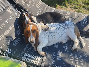 Zuckersüße Basset Hound Welpen suchen ab sofort Bild 8
