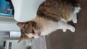 Zwei süße Kater möchten glücklich werden